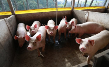Santa Catarina bate recorde nas exportações de carne suína 