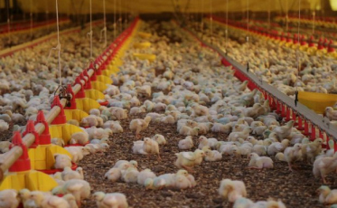 SC alcança US$ 2 bilhões com exportações de carnes em 2020