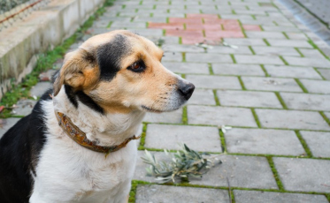 Mutirão de Castração acontece nesta semana em Criciúma