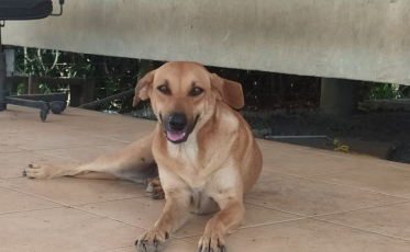 Oportunidade para castrar cães e gatos em Forquilhinha