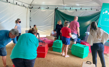 Cocal do Sul realiza castração de mais 160 animais