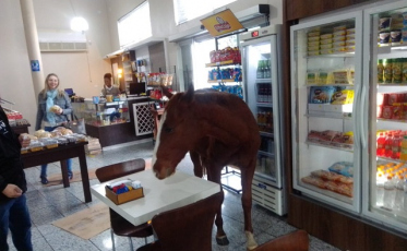 Cavalo invade panificadora em Criciúma