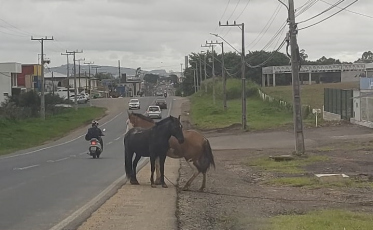 Os cavalos à solta voltam a preocupar (VÍDEO)