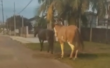Animal abandonado em Criciúma? Saiba o que fazer (VÍDEOS)