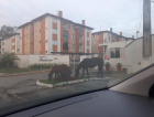 Cavalos soltos geram reclamações dos moradores do bairro Santo Antônio 
