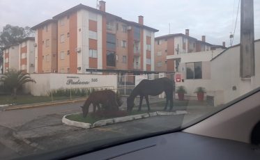 Cavalos soltos geram reclamações dos moradores do bairro Santo Antônio 