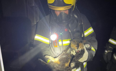 Bombeiros combatem incêndio na Casa Guido; duas pessoas e um gato foram resgatados 