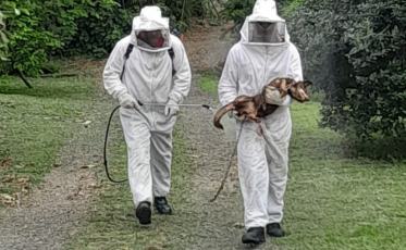 Atacados por abelhas, cães precisam ser resgatados em Turvo