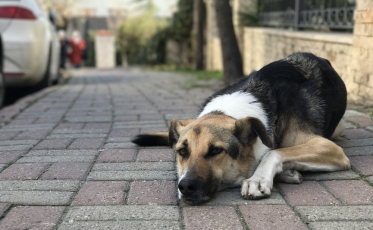 Criciúma realiza censo para mapear animais de rua na cidade