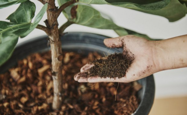 Ceasa começa a testar inovações na gestão de resíduos orgânicos