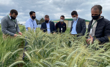 Experimento busca fortalecer cultivo de grãos no inverno no Sul catarinense 