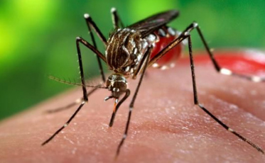  Santa Catarina tem primeiro caso de chikungunya do ano