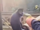 Suspeito de ter agredido macaco em Maracajá é identificado
