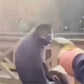 Suspeito de ter agredido macaco em Maracajá é identificado