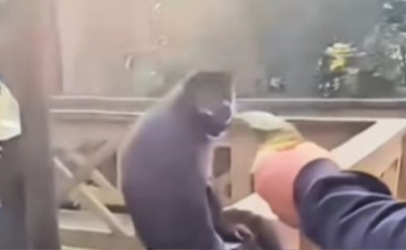 Suspeito de ter agredido macaco em Maracajá é identificado