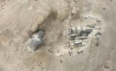 Maré expõe novamente carcaça de baleia-jubarte enterrada em praia de SC