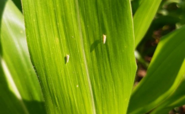 Secretaria da Agricultura monitora impactos da cigarrinha-do-milho nas lavouras