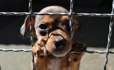 Como proteger os pets do barulho dos fogos de artifício?