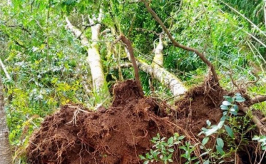 Consema aprova reaproveitamento das árvores derrubadas pelos tornados