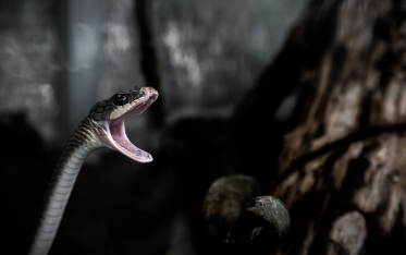 Efeito Cobra e os incentivos mal calculados