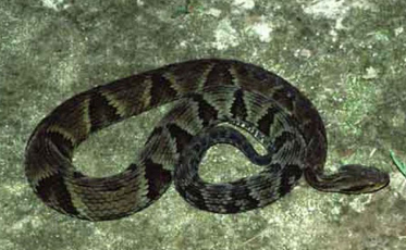 Substância encontrada em frutas pode ajudar contra picada de jararaca