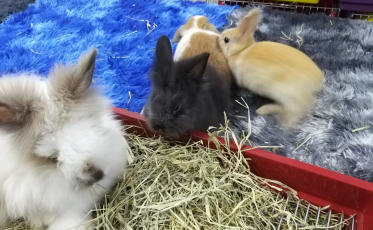 Conheça os coelhos que encantaram a Agroponte (VÍDEO)