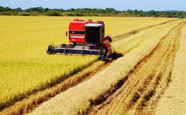 Boa expectativa para a safra de arroz na região