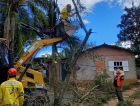 Em Criciúma e região, bombeiros atendem ocorrências de cortes de árvores 