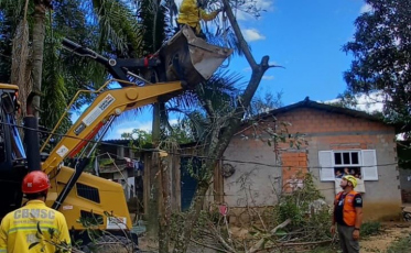 Em Criciúma e região, bombeiros atendem ocorrências de cortes de árvores 