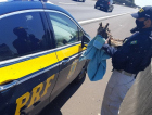 PRF resgata coruja ferida na BR-101 em Sombrio (VIDEO)