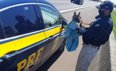 PRF resgata coruja ferida na BR-101 em Sombrio (VIDEO)