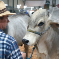 Excelência Genética: Feira AgroPonte define campeões de Nelore e Brahman em Criciúma