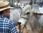 Excelência Genética: Feira AgroPonte define campeões de Nelore e Brahman em Criciúma
