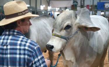 Excelência Genética: Feira AgroPonte define campeões de Nelore e Brahman em Criciúma