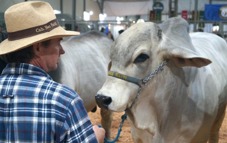 Excelência Genética: Feira AgroPonte define campeões de Nelore e Brahman em Criciúma