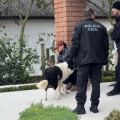 Influenciador do agro é autuado após polícia apreender 329 munições em SC