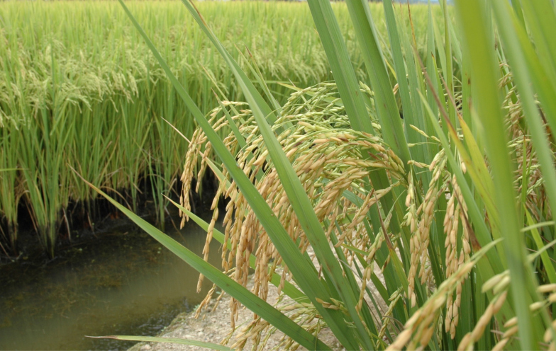 Conversas em Criciúma abrem caminho para venda de arroz catarinense ao Togo