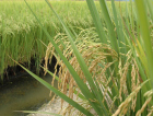 Conversas em Criciúma abrem caminho para venda de arroz catarinense ao Togo