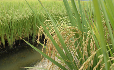 Arroz de SC pode ganhar novo mercado na África com exportação ao Togo