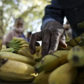 Santa Catarina deve colher mais de 778 mil toneladas de banana na safra 2026/2027