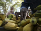 Santa Catarina deve colher mais de 778 mil toneladas de banana na safra 2026/2027