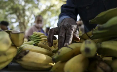 Extremo Sul de Santa Catarina deve produzir quase 93 mil toneladas de banana na safra 2026/2027