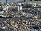 Pescadores retiram cerca de 19 toneladas de pescado em puxada de rede em Laguna