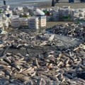 Pescadores retiram cerca de 19 toneladas de pescado em puxada de rede em Laguna