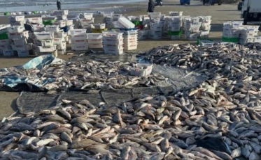 Pescadores retiram cerca de 19 toneladas de pescado em puxada de rede em Laguna