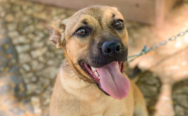 Para quem está à procura de um pet, o Criciúma Shopping tem a oportunidade perfeita