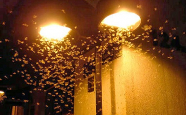 O voo nupcial dos cupins na região