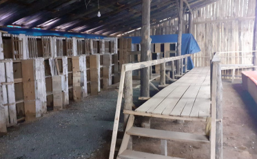 Descoberta rinha de galo em Nova Veneza