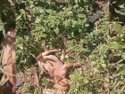 Jovem é preso após matar cachorro e ferir gato durante discussão em Araranguá