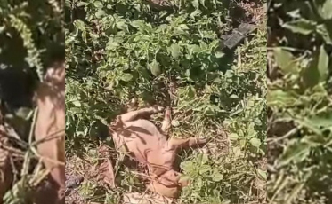 Jovem é preso após matar cachorro e ferir gato durante discussão em Araranguá